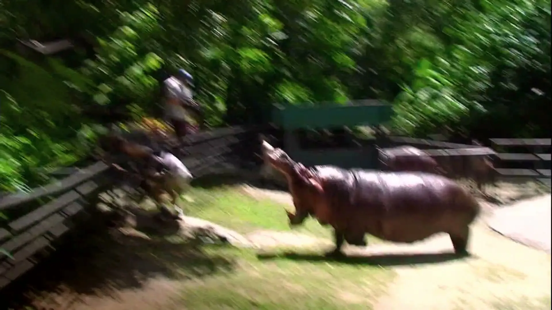A hippo with its mouth open walks past a fence while people watch in a zoo enclosure during the day.