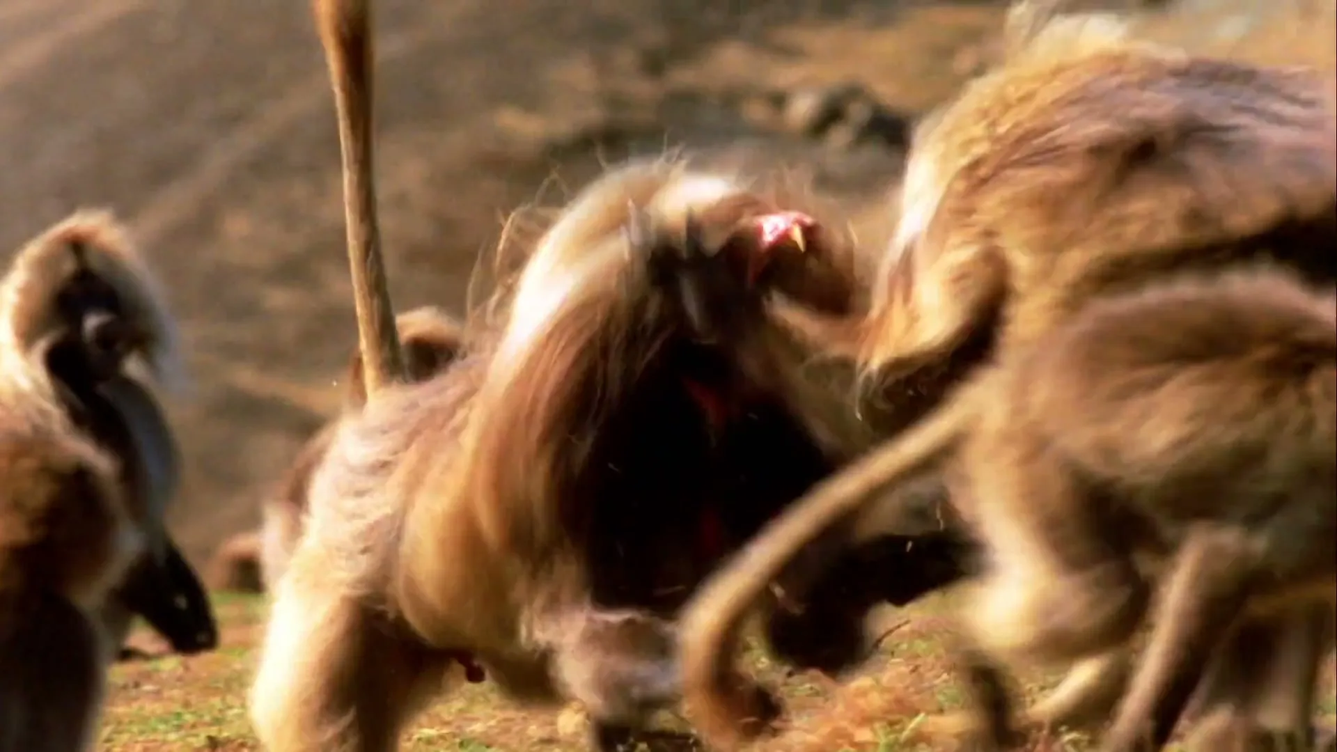 Nat Geo WILD “Every Instinct”