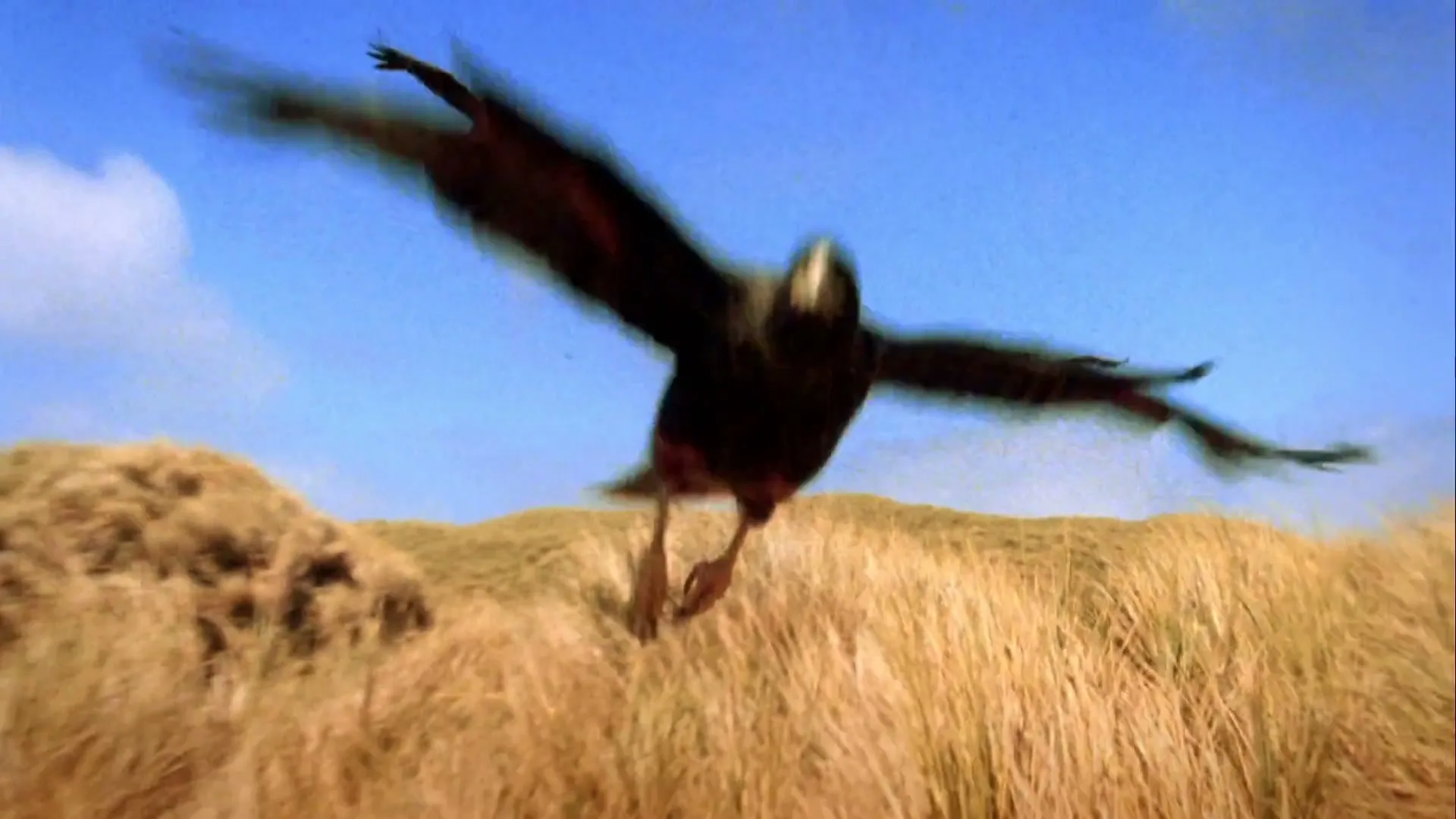 Three dark birds with white heads fly low over a grassy dune landscape under a clear blue sky, with one bird flying directly towards the camera.