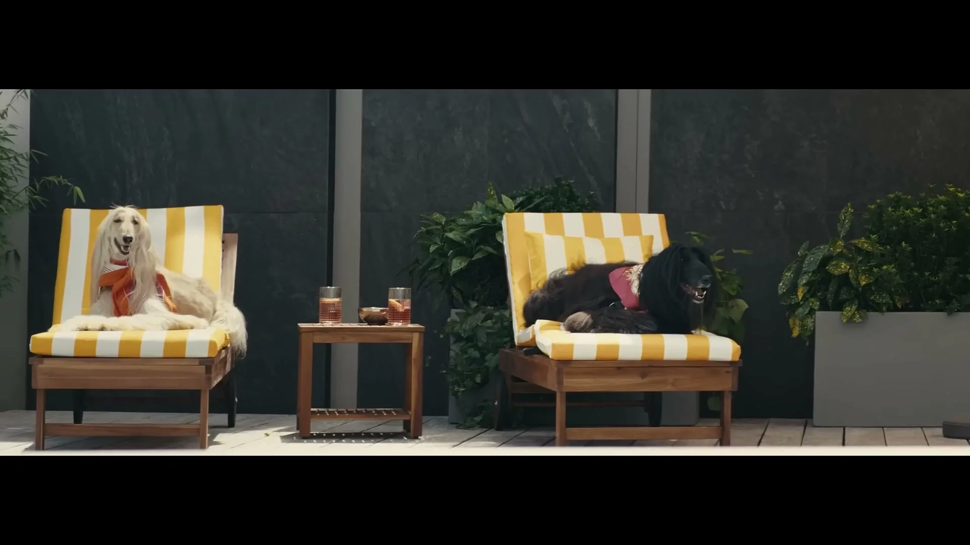 Two Afghan Hounds, one white and one black, relax on striped lounge chairs on a modern patio with drinks on a side table.