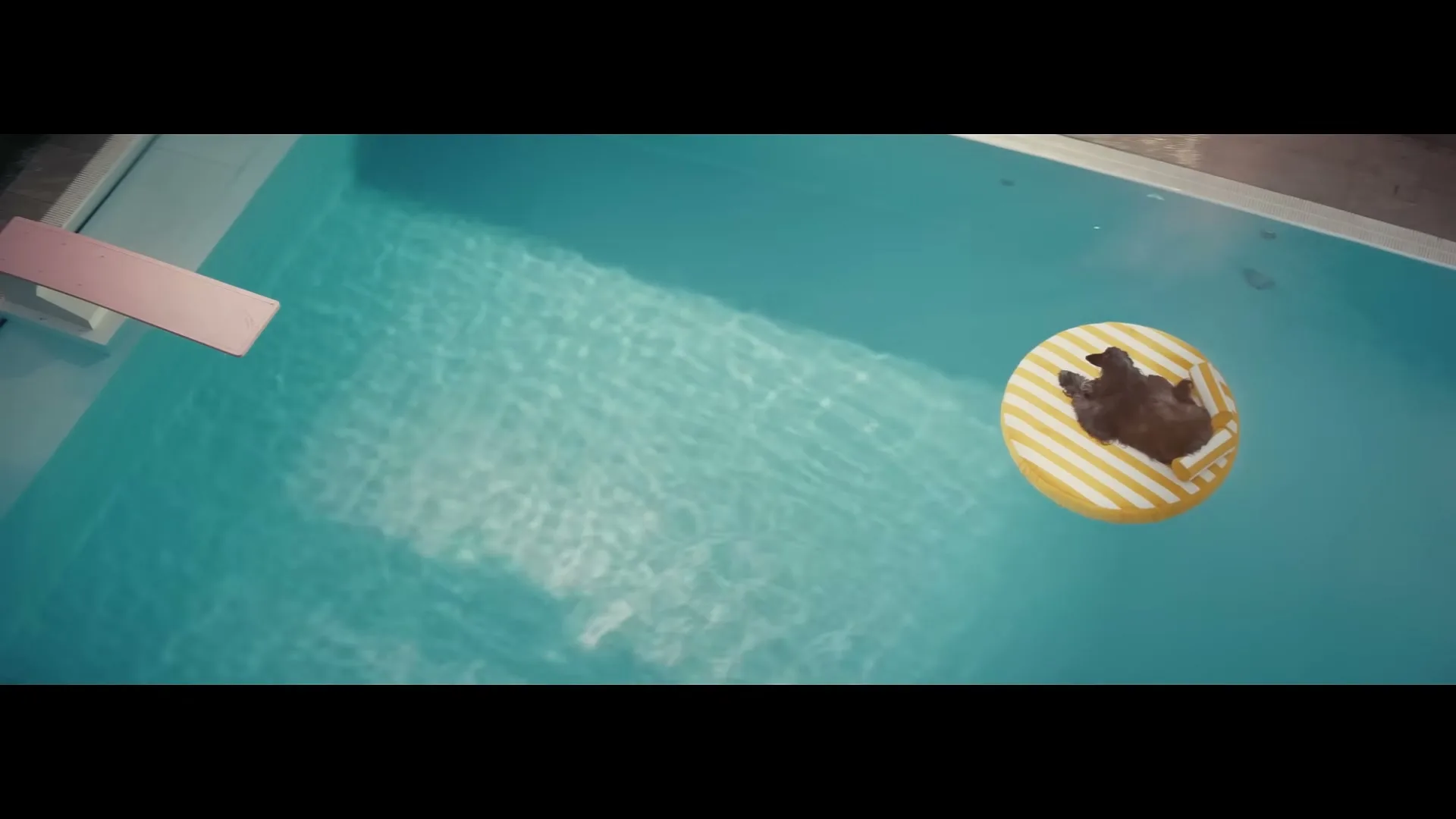 A small, dark dog floats on a yellow and white striped inflatable ring in a bright blue swimming pool, with a pink diving board visible on the left.