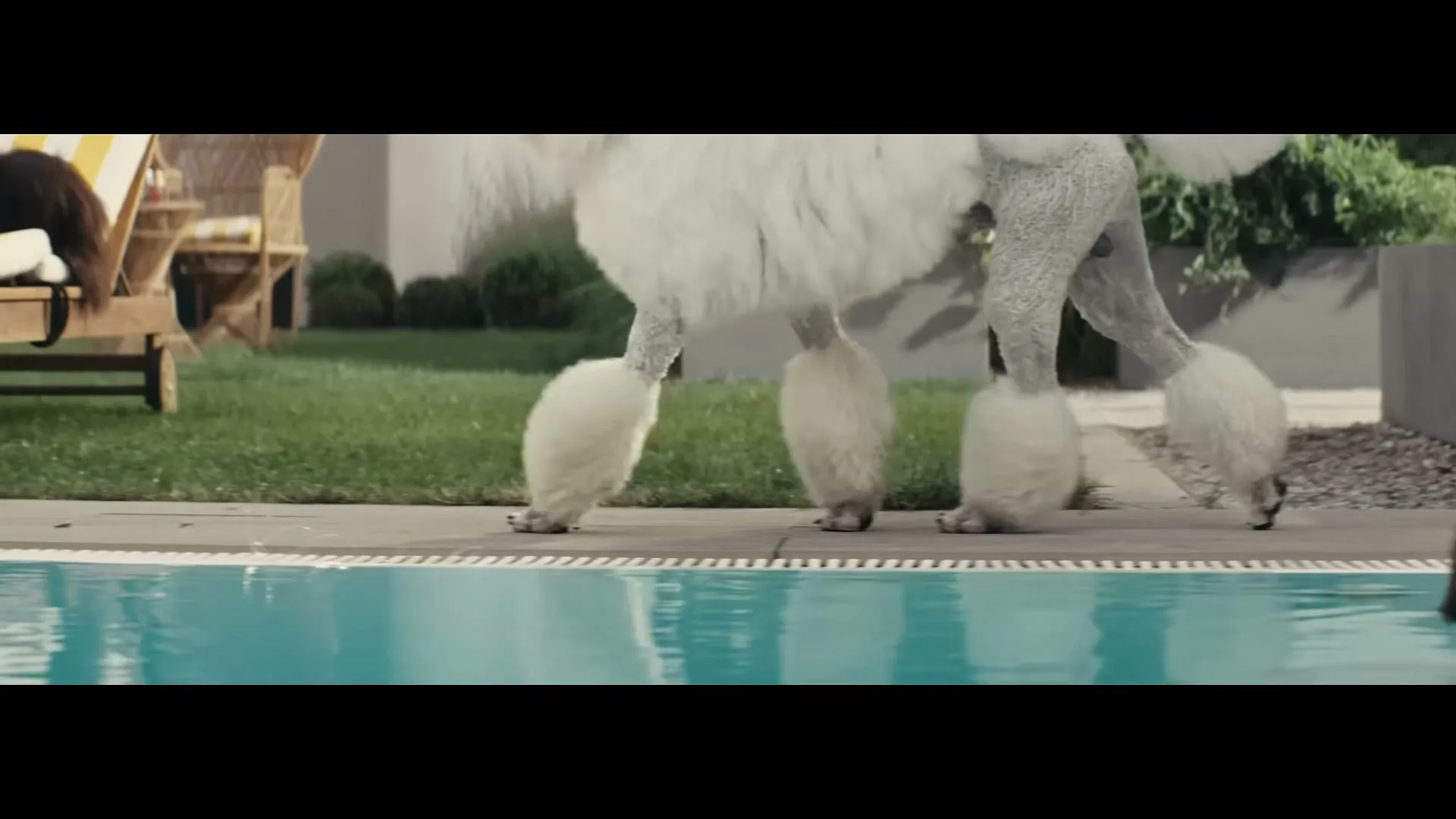 A white poodle with fluffy legs walks along the edge of a swimming pool in a sunny backyard.