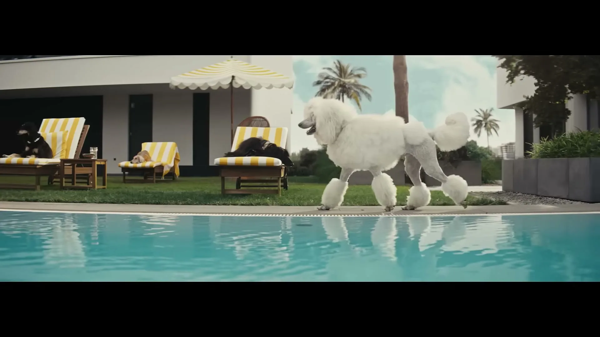 A large white poodle walks past a swimming pool, while two people relax on lounge chairs in the background at a modern house.