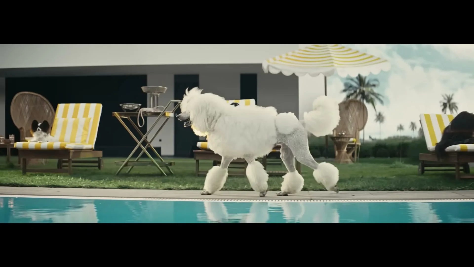 A white poodle with a fancy haircut walks past a swimming pool in a luxurious backyard with lounge chairs and palm trees.
