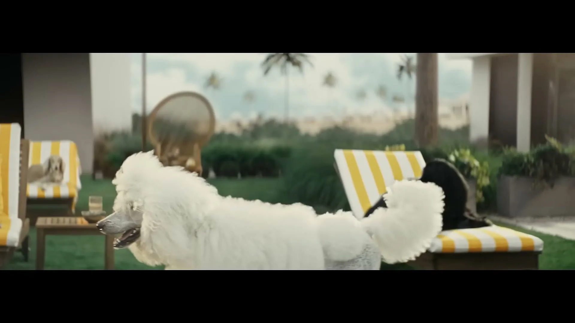 A white poodle walks across a manicured lawn in a luxurious backyard, with other dogs on lounge chairs in the background.