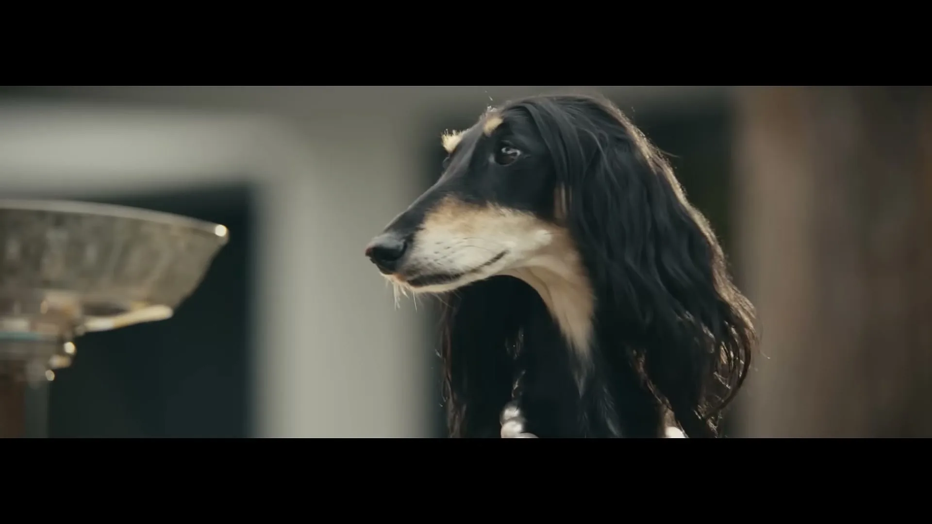 A black and tan Afghan Hound dog with long hair looks to the left, with a metal bowl visible on the left side of the frame.