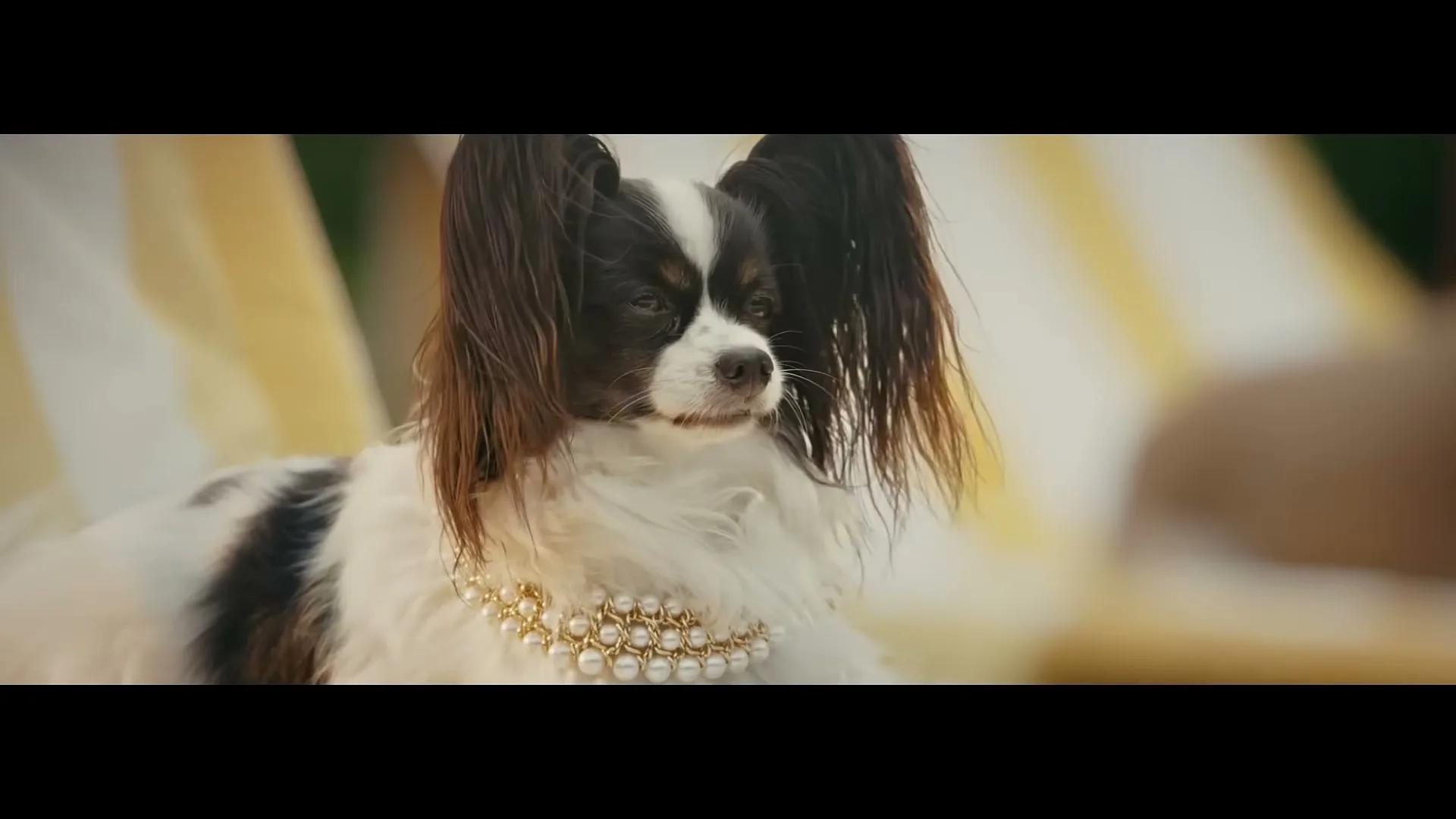 A small, fluffy papillon dog with black and white fur and a pearl necklace sits outdoors, looking to the right.