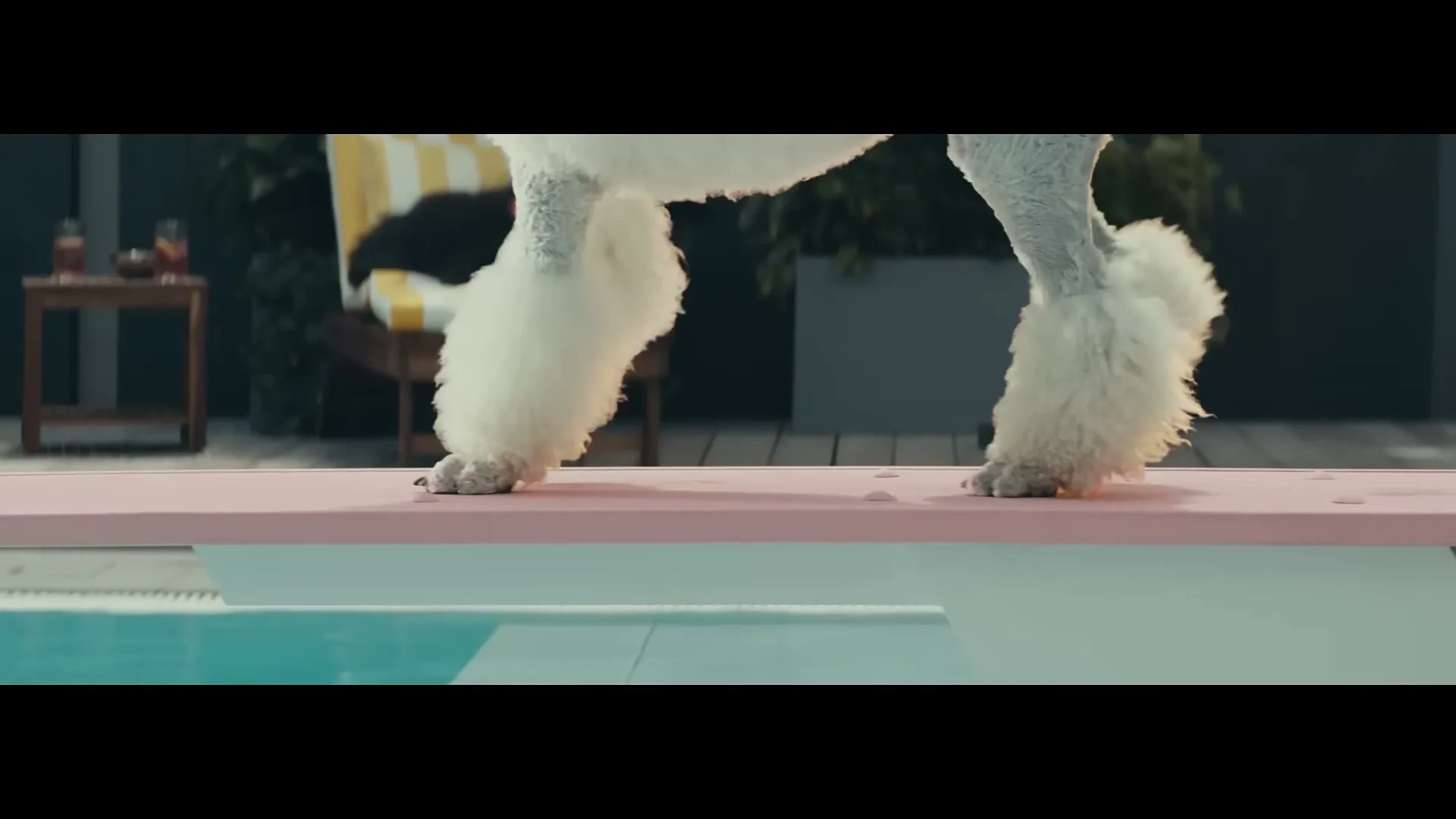 A white poodle with fluffy legs walks across a pink diving board next to a swimming pool at a modern house.