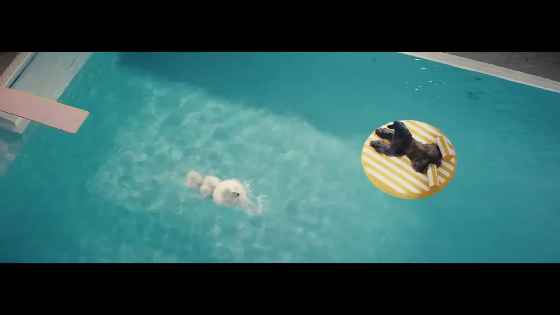 A white dog swims in a pool towards a black dog floating on a yellow and white striped inflatable ring.