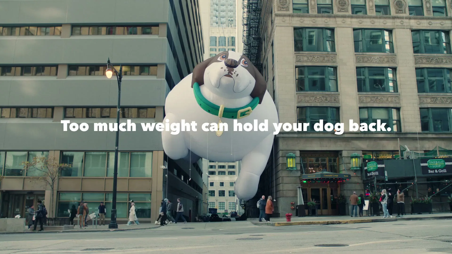 IAMS "Waylon" (2025) commercial still