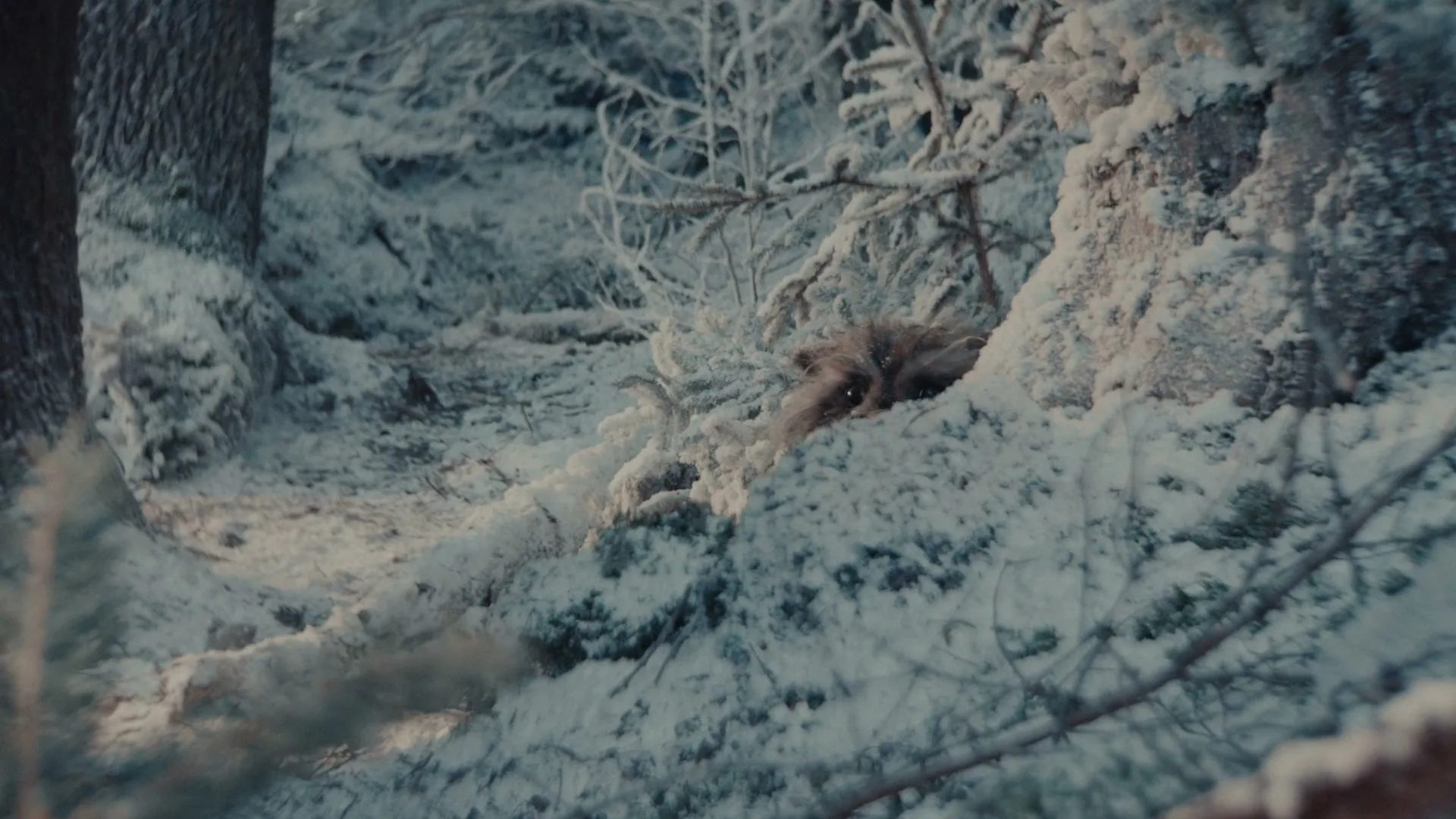A small, brown, furry critter with large ears is seen burrowing into a snow-covered forest floor, surrounded by frosted trees and branches.