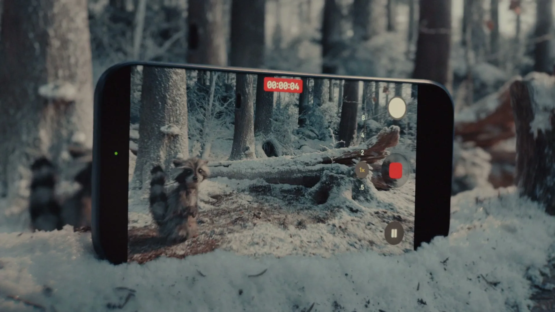 An iPhone records a small raccoon standing on its hind legs in a snowy forest, looking around curiously.