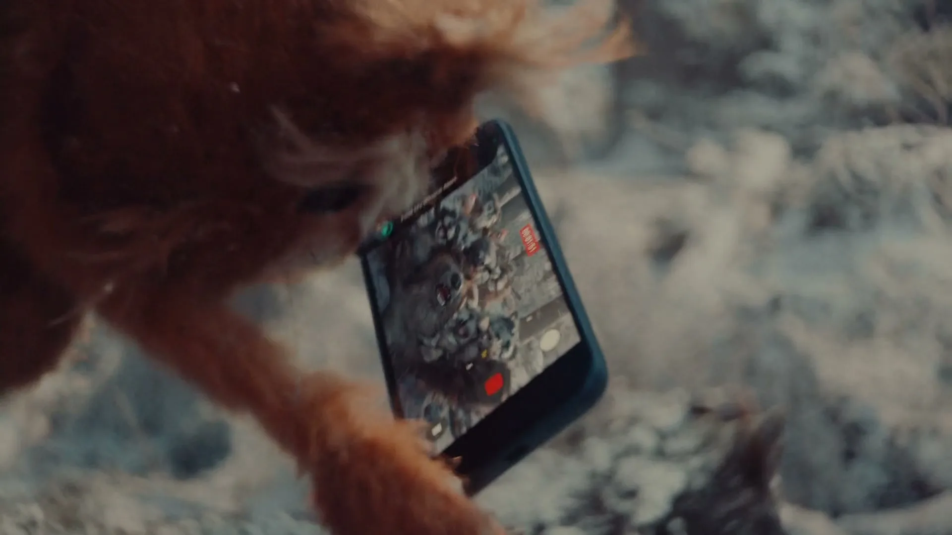 A small, furry creature with orange fur holds a black smartphone, recording a group of other small, furry creatures in a snowy, rocky landscape.