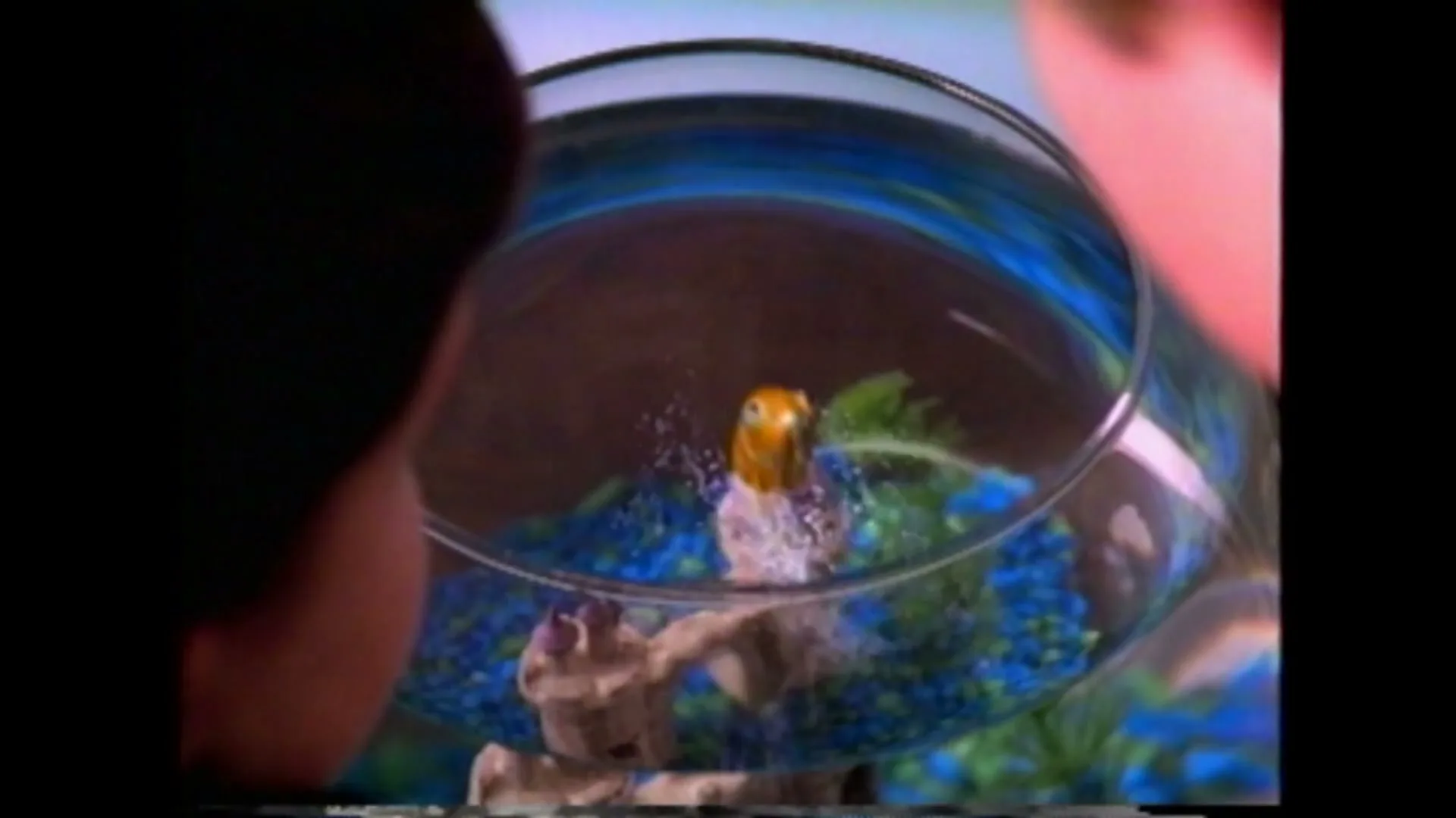 A goldfish in a bowl with blue gravel and a small purple hat jumps out of the water, as seen from over a person's shoulder.