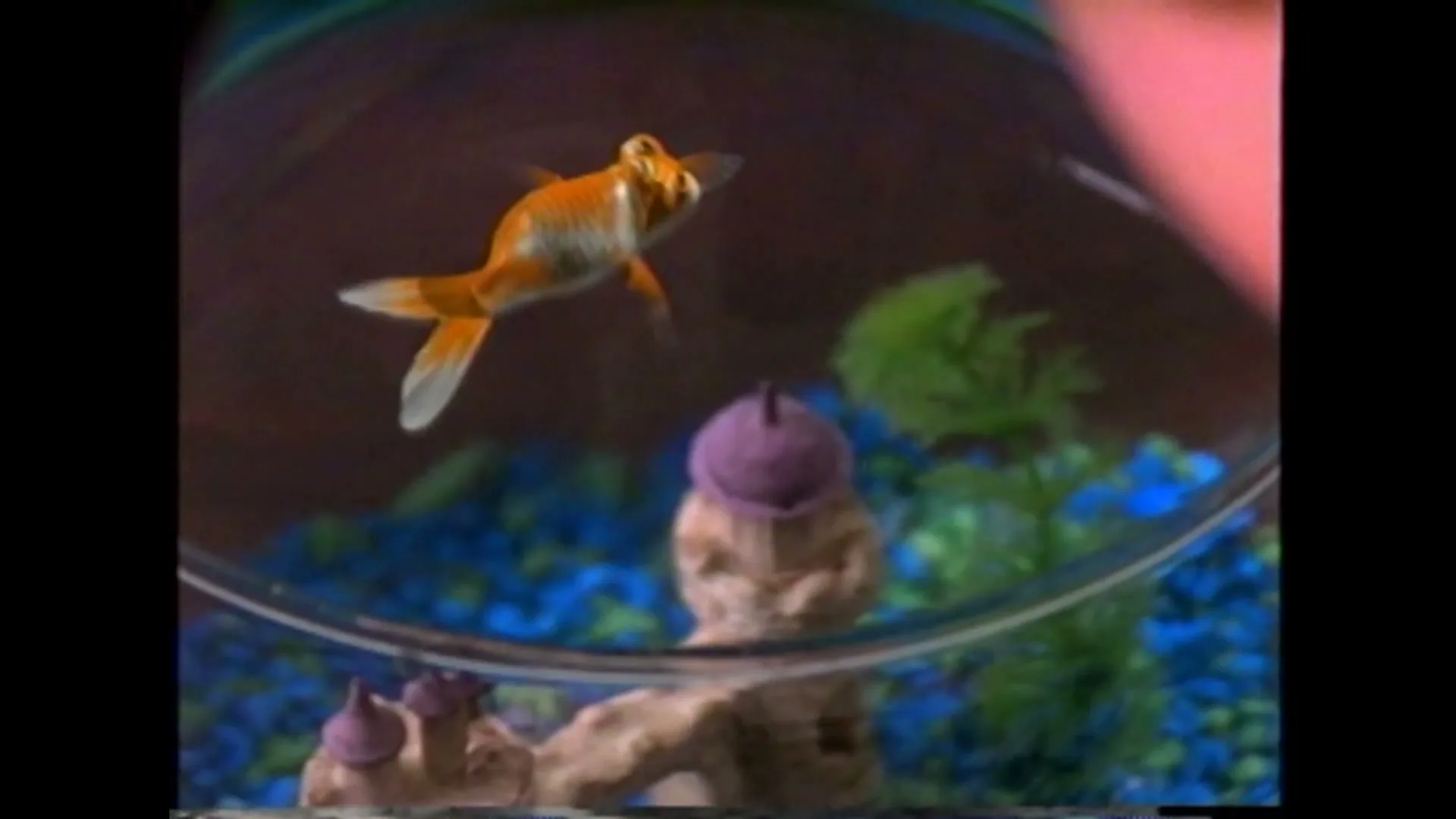 A goldfish swims in a fishbowl with blue gravel and green plastic plants, as a person's hand is visible at the top right.