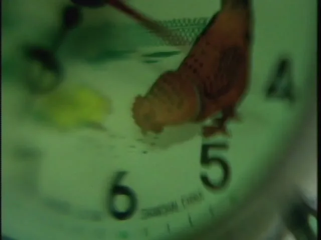 A blurry, green-tinted extreme closeup shows a small, brown chicken pecking at something on the face of an alarm clock, with the numbers 4, 5, and 6 visible.
