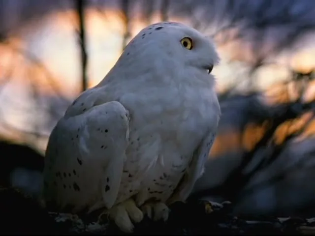 A majestic snowy owl with bright yellow eyes sits perched on a branch, turning its head to look around, against a blurred sunset sky.