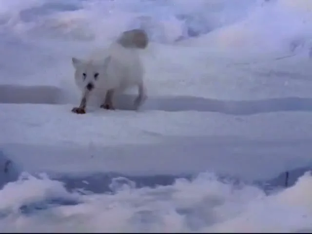 A white arctic fox with a fluffy tail runs across a snowy, icy landscape with water in the foreground.
