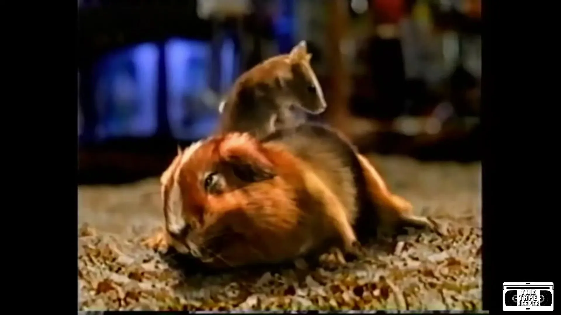 Blockbuster “Carl & Ray/Kung Fu” (2002), frame 5