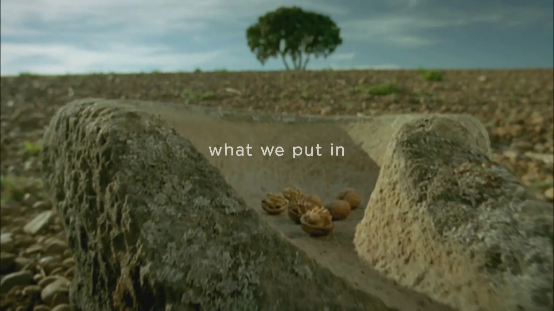 A wide shot shows walnuts in a stone trough in a field with a tree in the background under a cloudy sky.