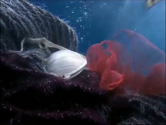 Aqualtis Washing Machine “Underwater World” (2007), frame 5