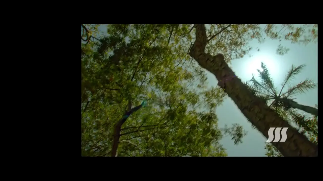 A split screen shows an old video on the left and a new video on the right, with the new video showing a low-angle shot of trees and the sun.