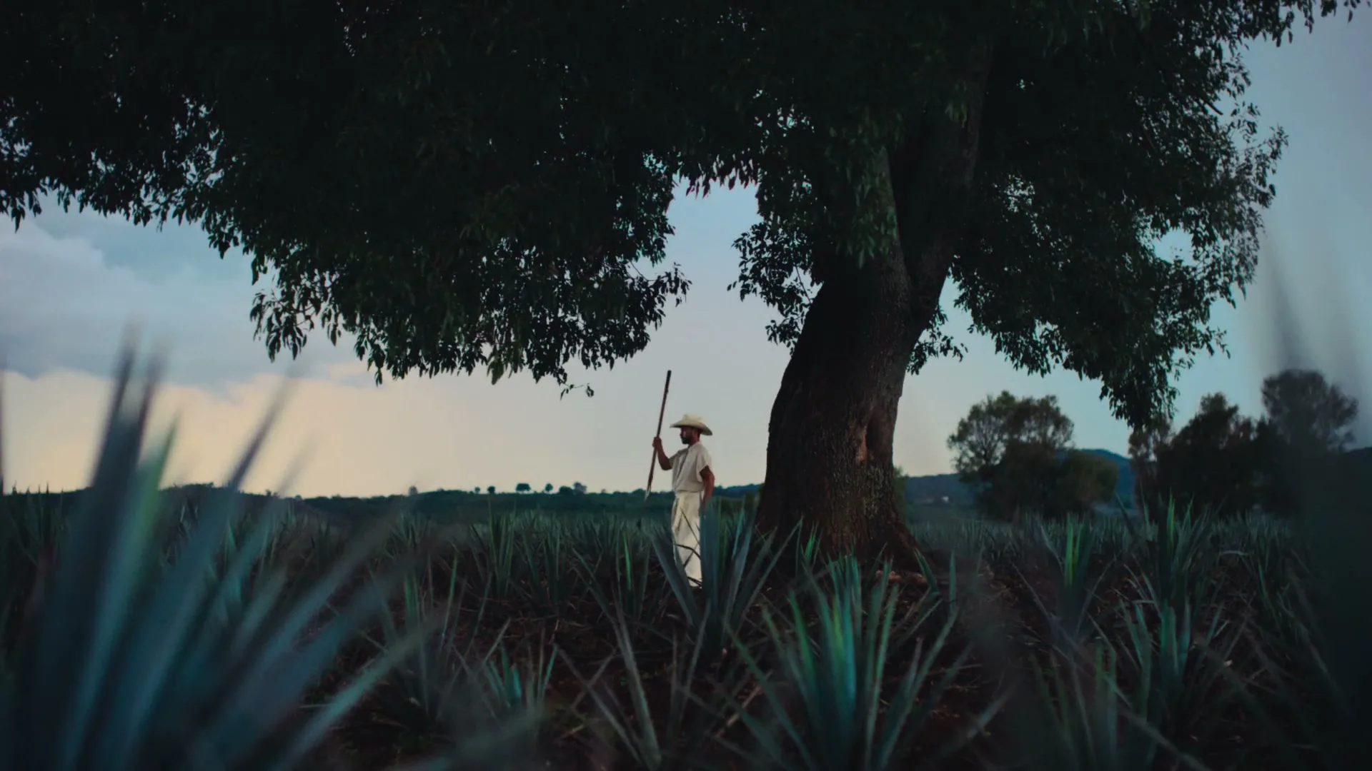 A lone jimador in a straw hat and white clothes stands under a large tree in an agave field at dusk.
