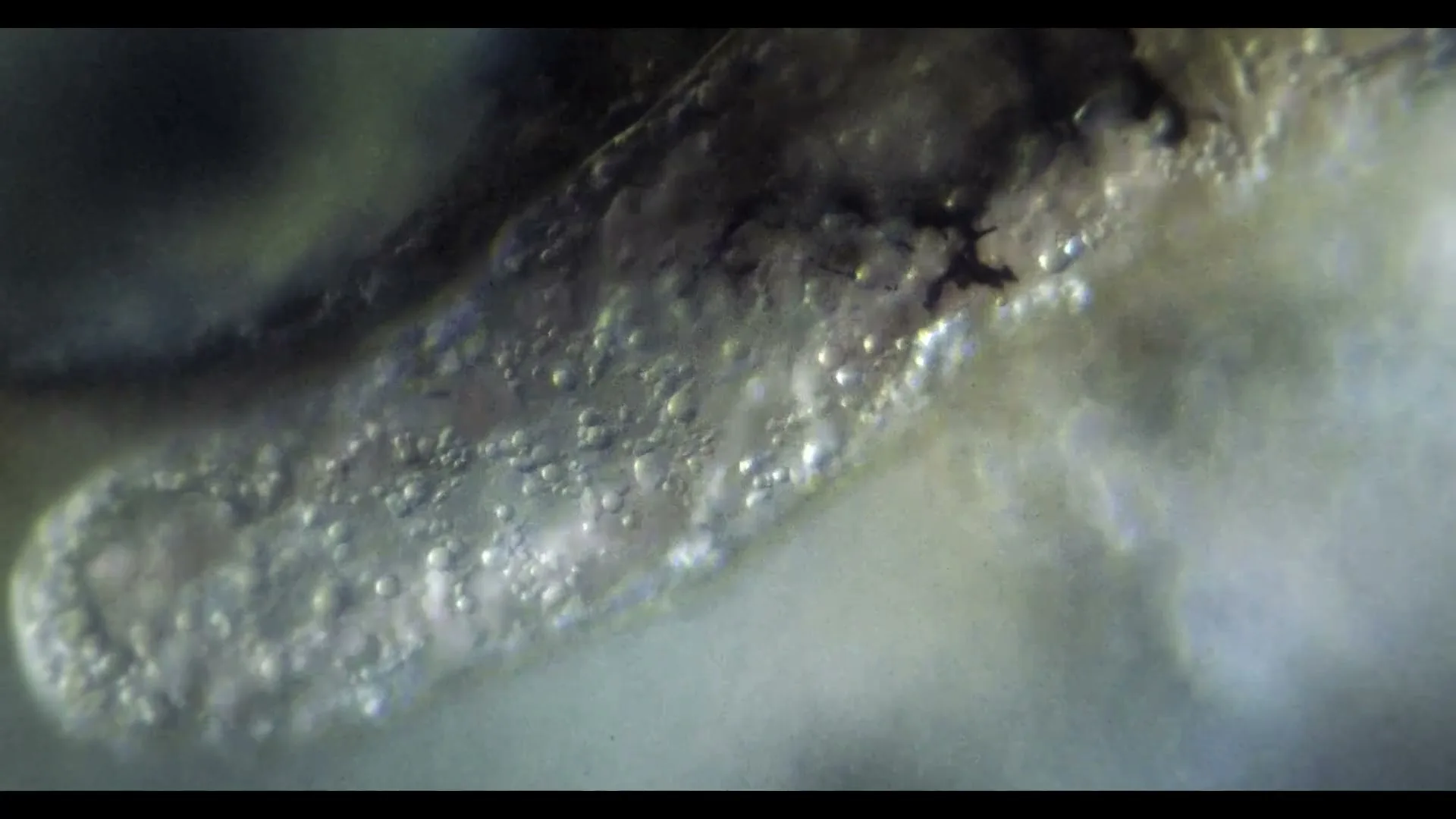 A macro shot shows a plant root with tiny bubbles, suggesting growth or a chemical reaction, in a natural setting.