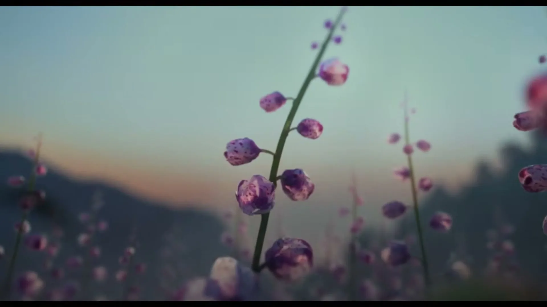 A field of purple flowers with dew drops on them, with a mountain range in the background at dawn.