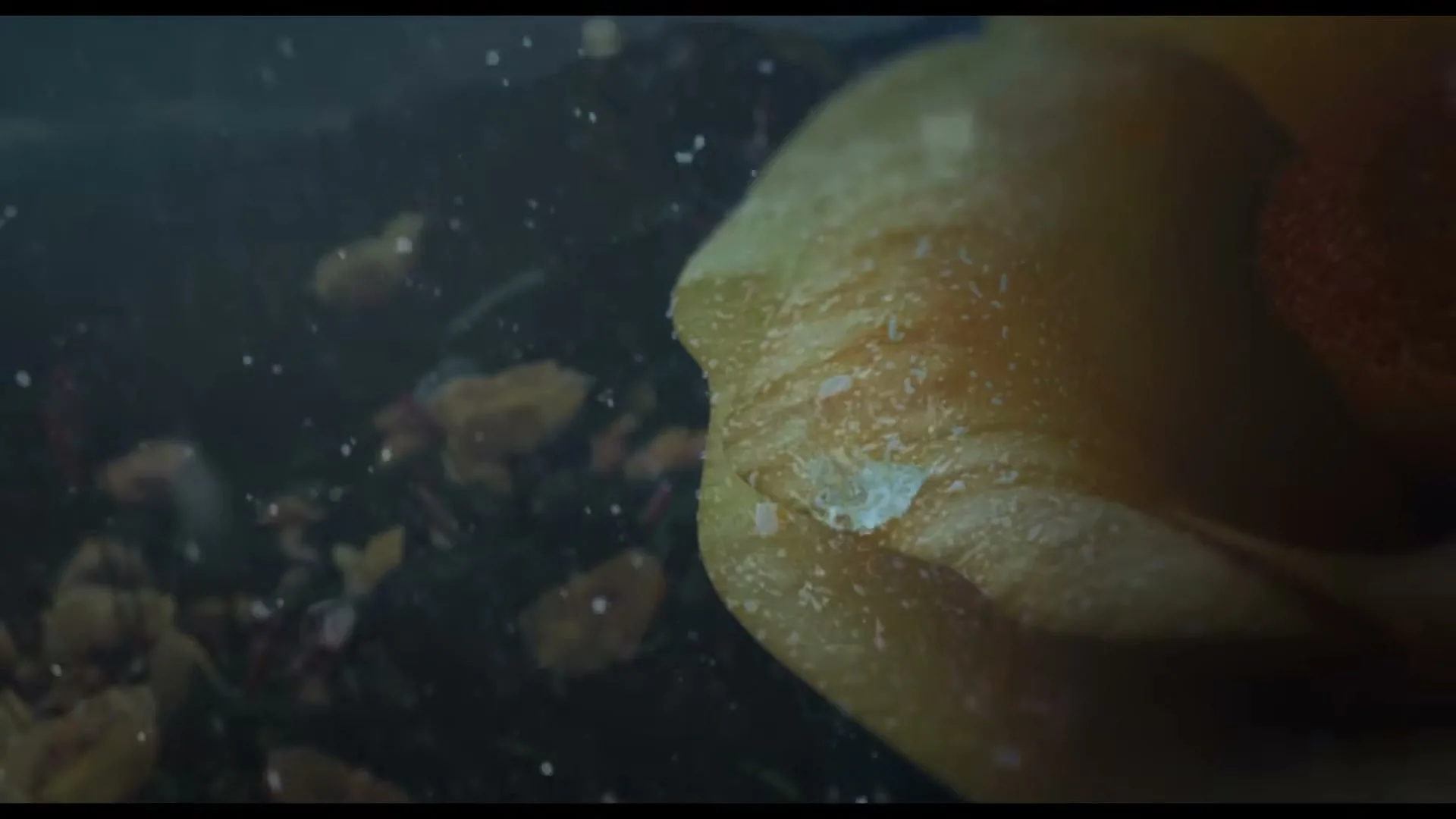 A close-up shot shows a yellow-orange object, possibly a piece of fruit or vegetable, covered in small white particles, against a dark, blurry background with more small, light-colored objects.