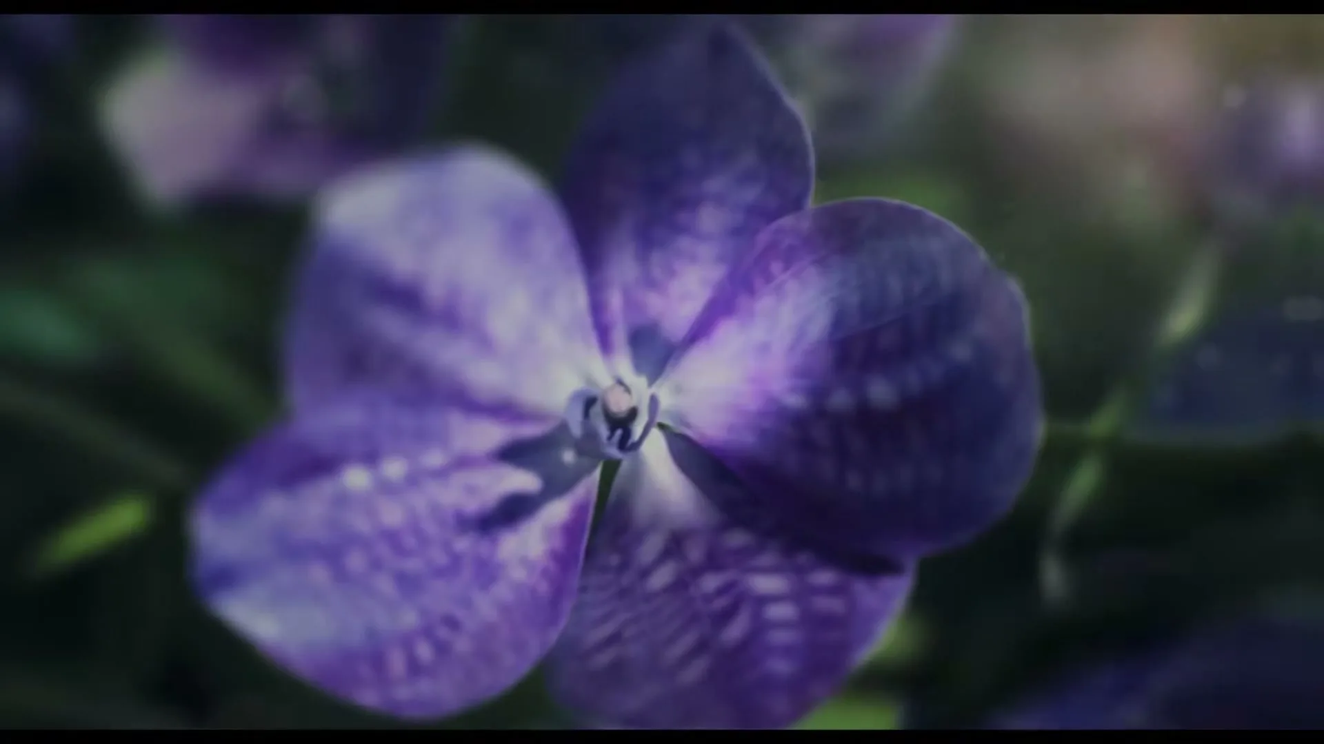 A close-up shot of a vibrant purple orchid with intricate patterns on its petals, surrounded by soft green foliage, in a natural setting.