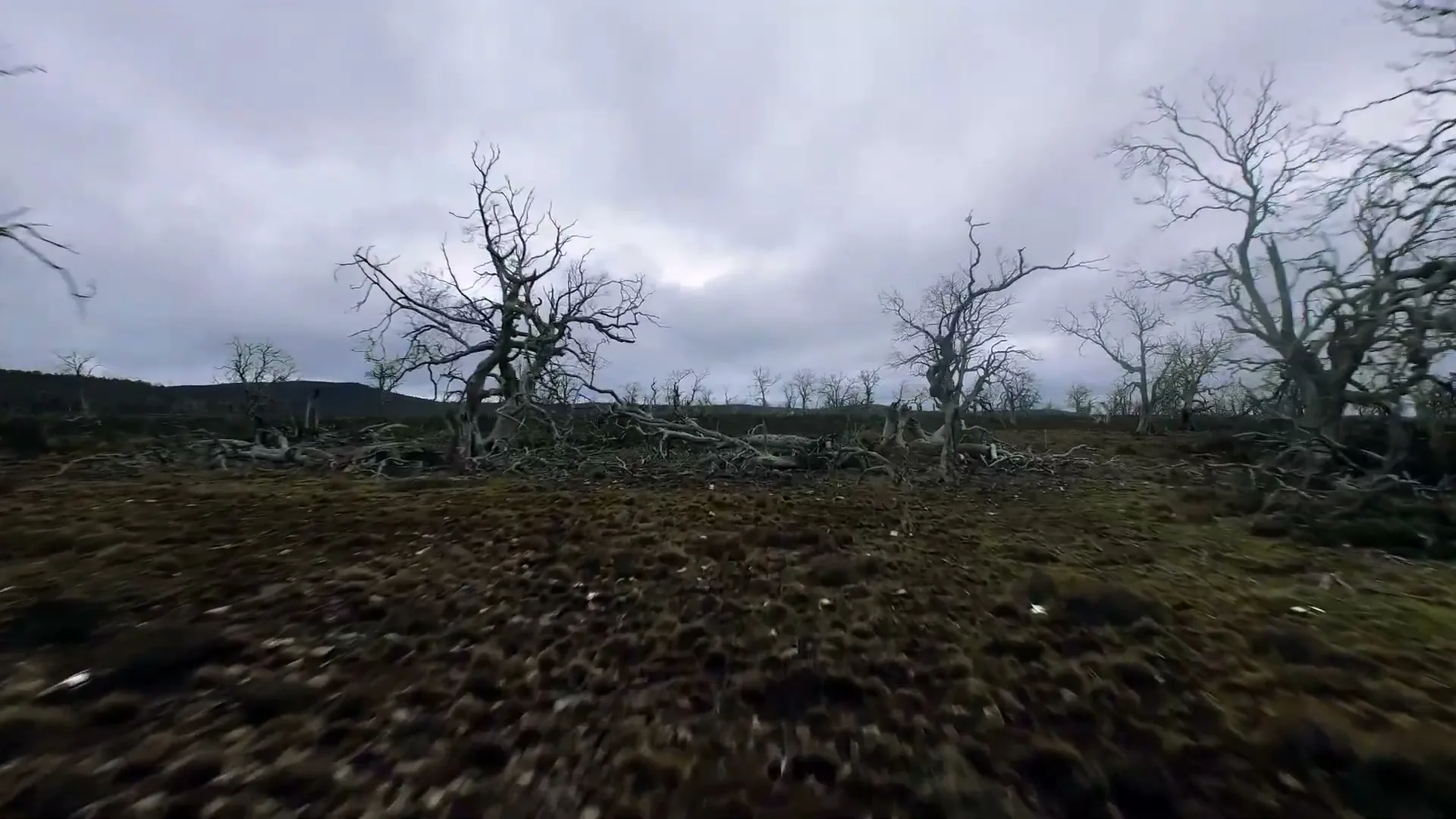 A wide shot of a desolate, barren landscape with gnarled, leafless trees under a cloudy sky, evoking a sense of rugged wilderness.
