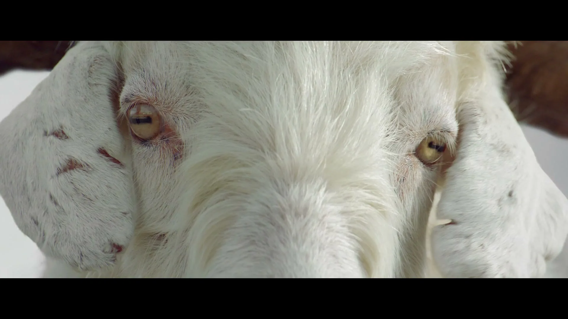 A white goat with large horns and yellow eyes looks directly at the camera in a studio setting.