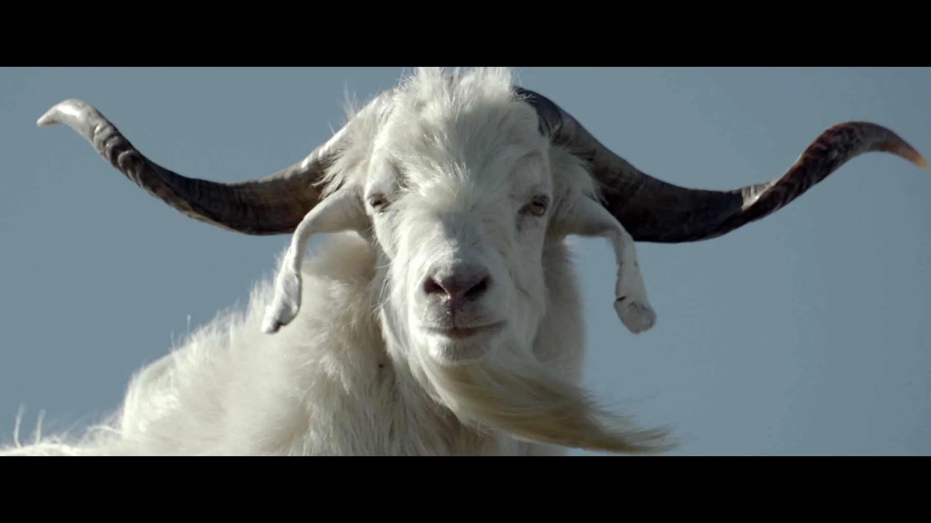 A white goat with large horns and a long beard looks directly at the camera against a clear blue sky.