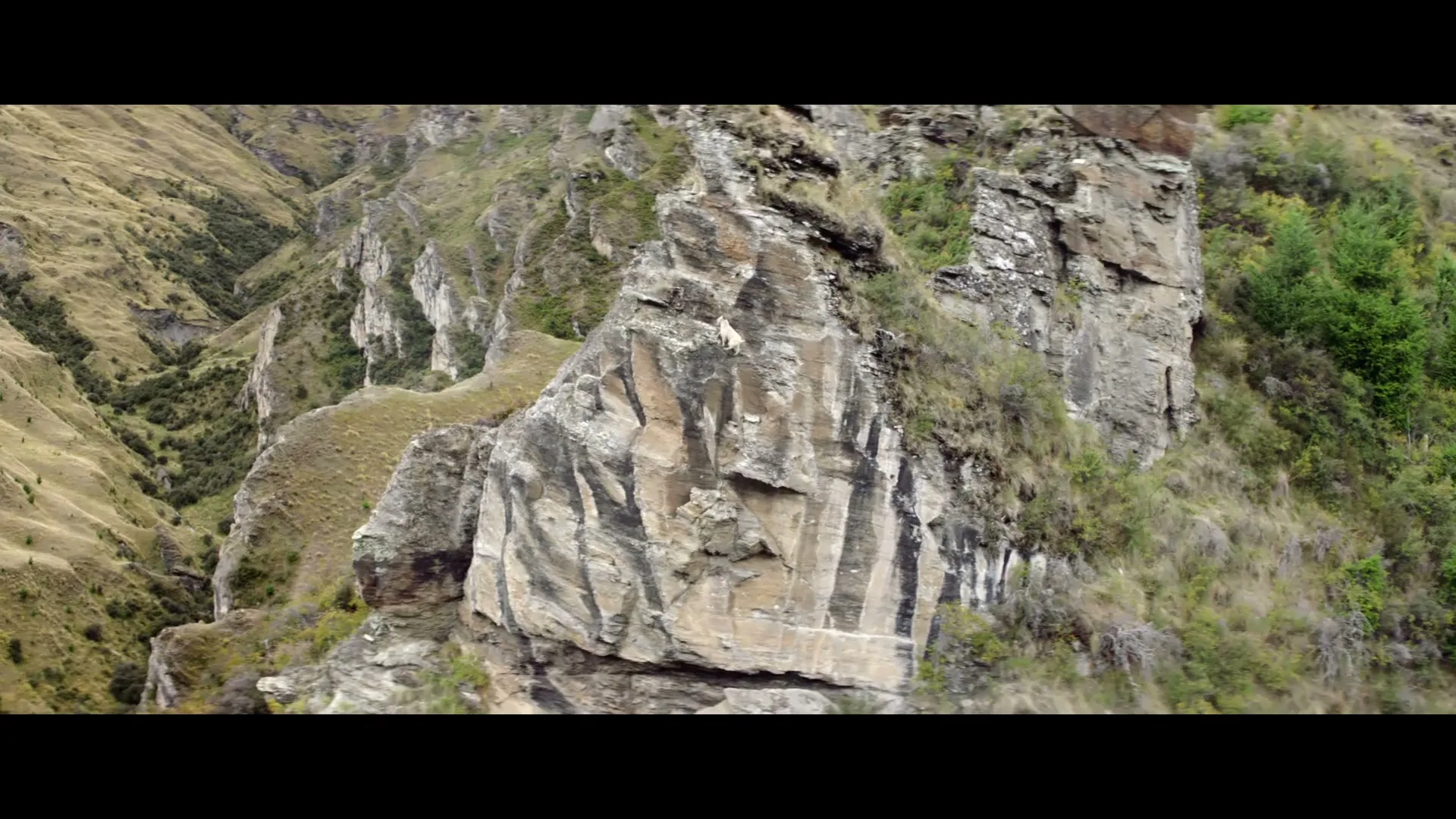 A white mountain goat stands on a steep, rocky cliff face, with green hills and valleys in the background under natural daylight.