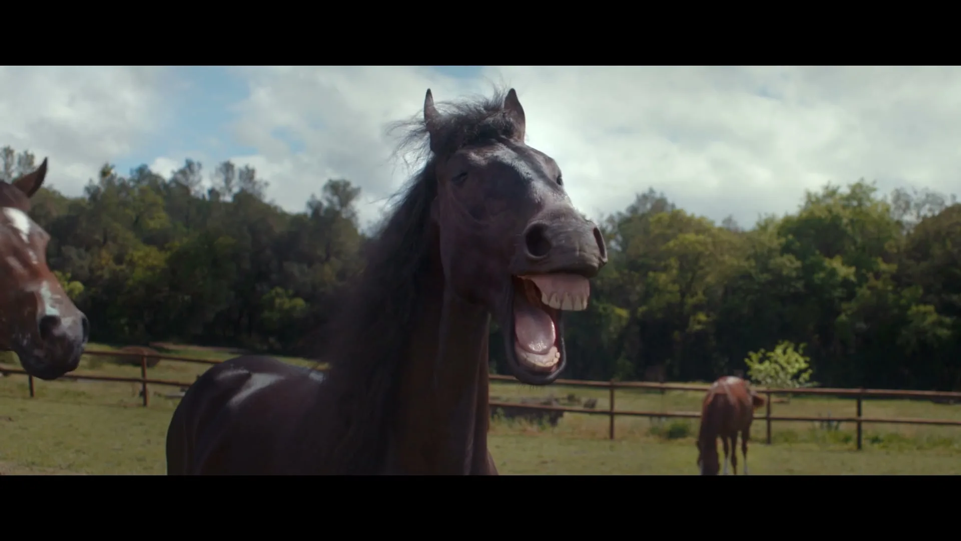 A dark brown horse with a white blaze laughs with its mouth wide open, showing its teeth, in a sunny green pasture with trees in the background.