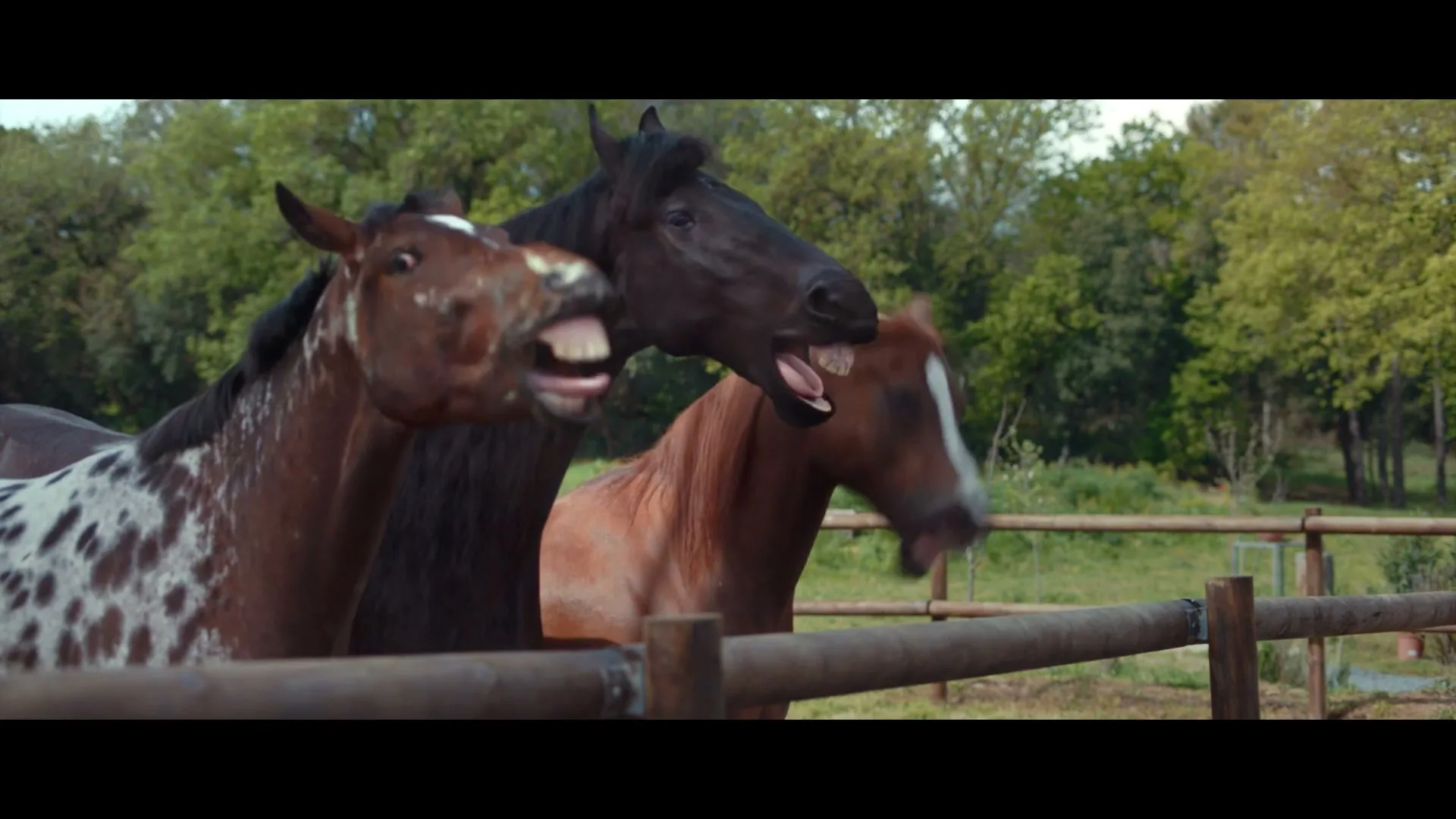 Three horses, one dark brown, one spotted brown and white, and one light brown, stand behind a wooden fence in a field, appearing to laugh with open mouths.