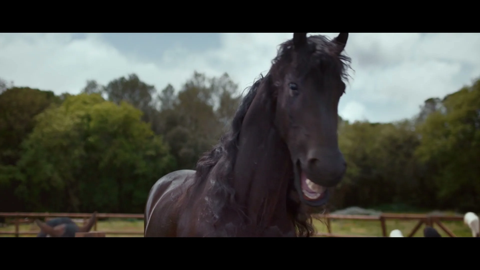 A black horse with a long mane and wet fur shakes its head and neighs in a fenced outdoor paddock on a cloudy day.