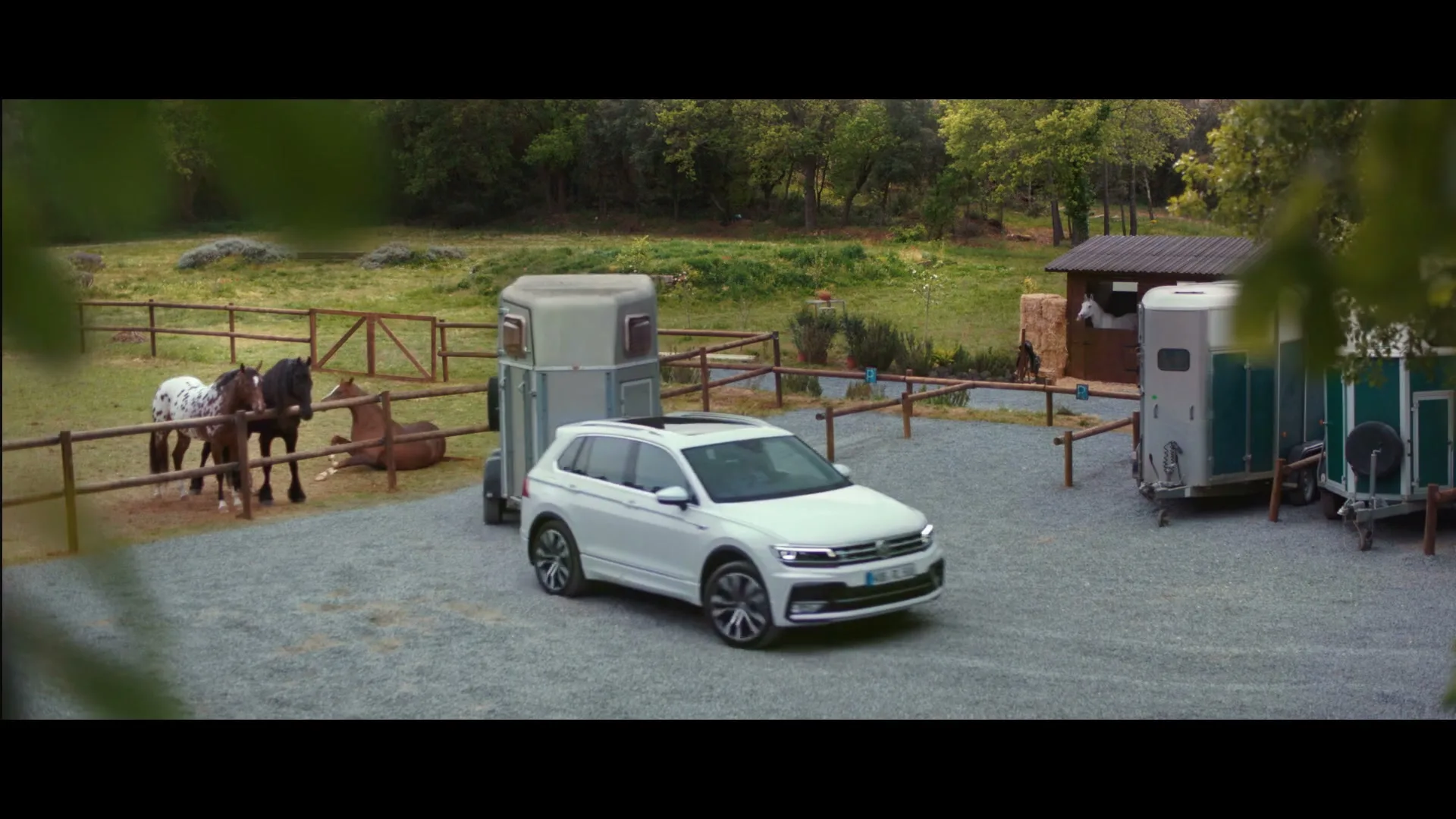 A white Volkswagen Tiguan SUV with a horse trailer attached drives slowly on a gravel path past a fenced paddock with horses.