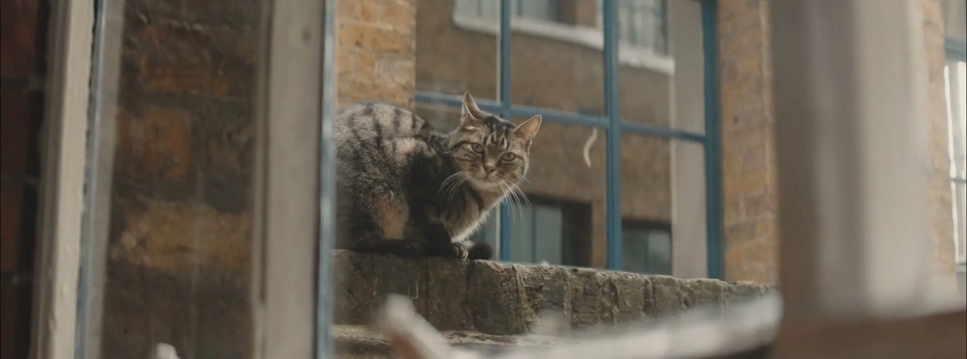 A tabby cat with striped fur sits on a brick ledge outside a window, looking around curiously.