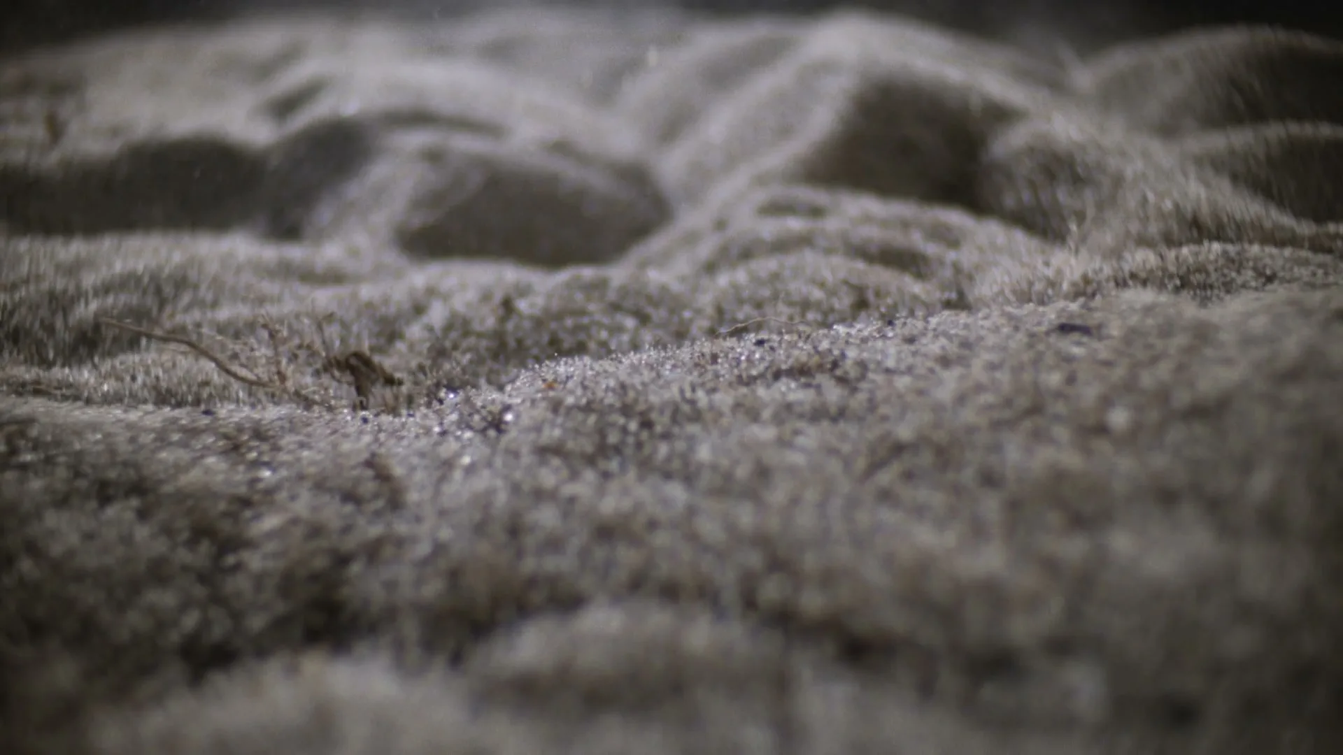 A macro shot of sand on a beach, with small grains of sand being blown across the surface by wind.