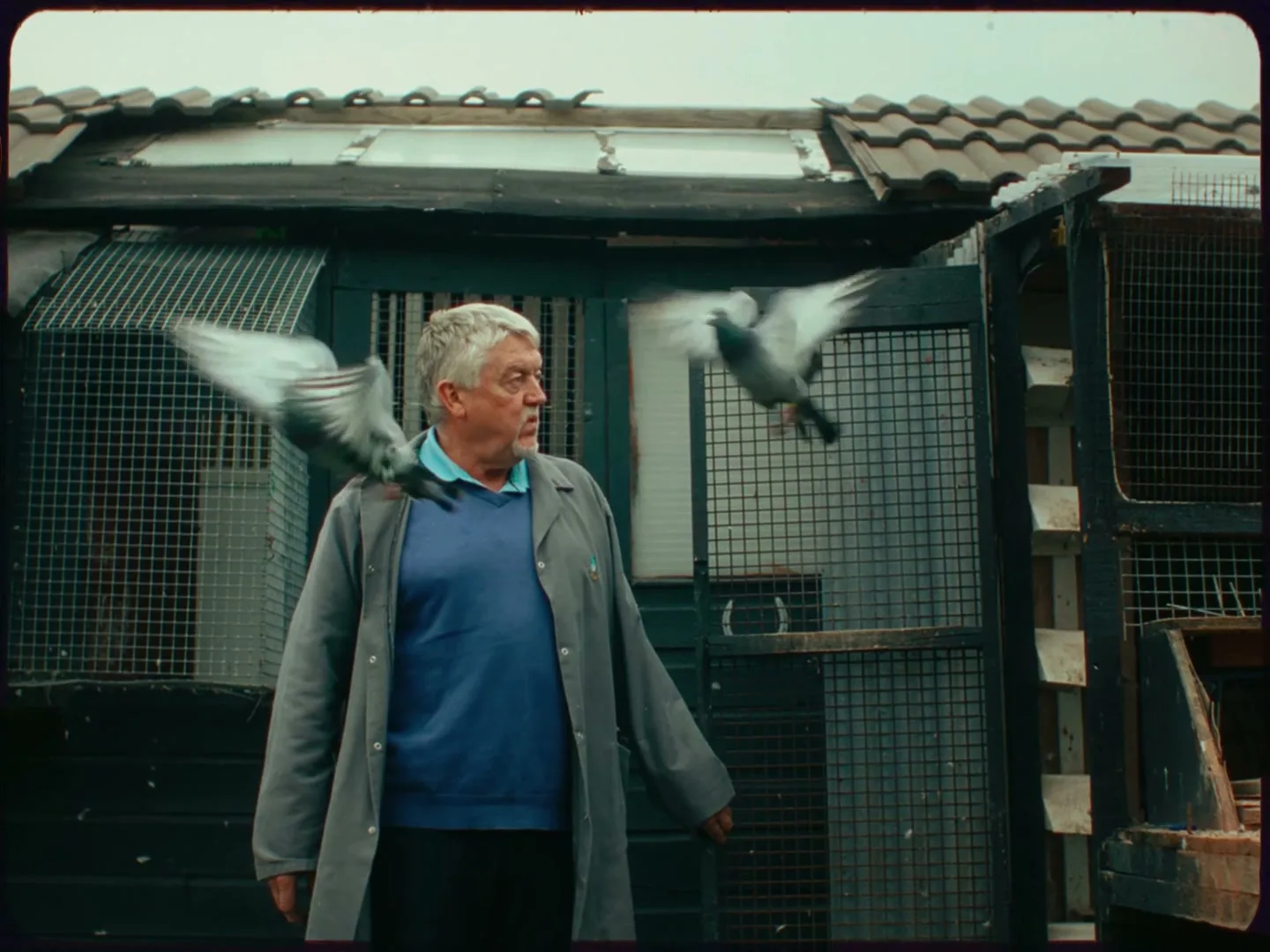 A man with grey hair and a blue shirt stands in front of a pigeon coop as pigeons fly around him.