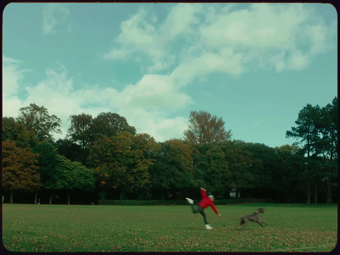 A person in a red top and black trousers plays with a grey dog in a park, then falls to the ground.
