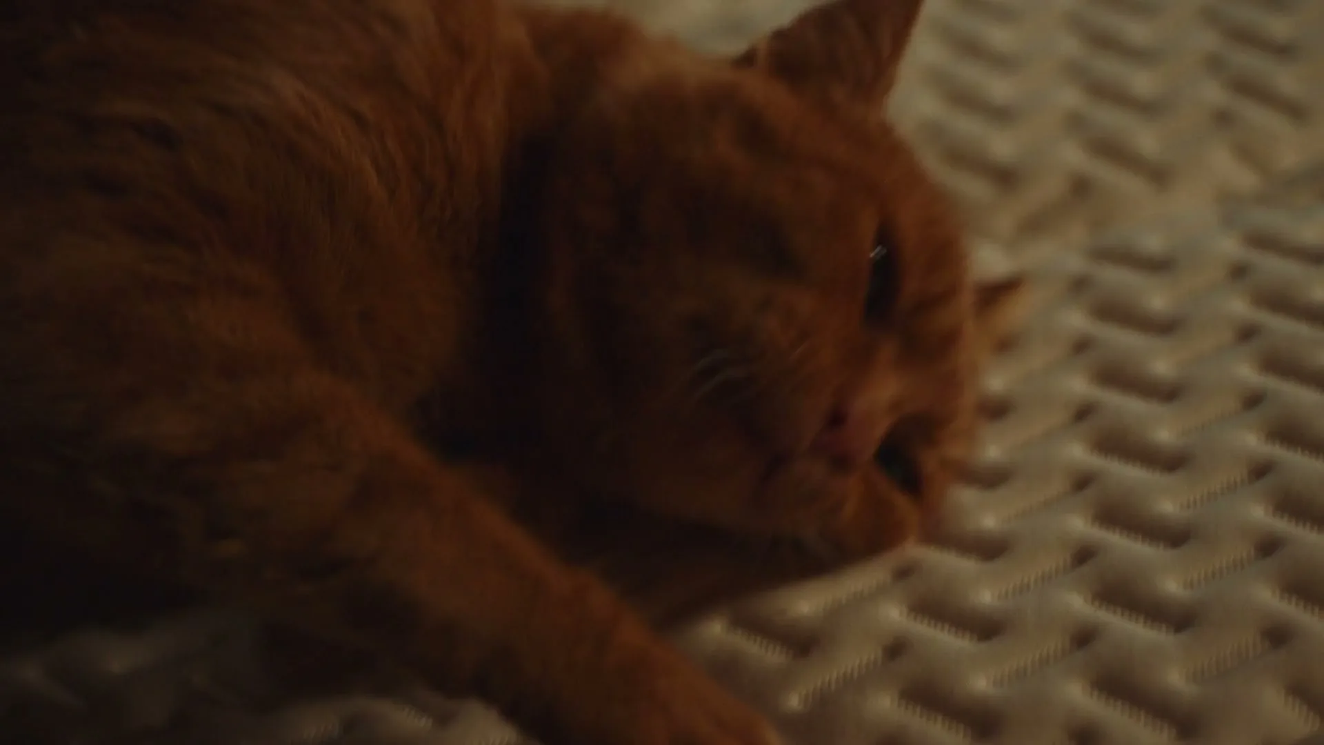 An orange cat with green eyes lies on a white textured blanket, looking around sleepily in a bedroom.