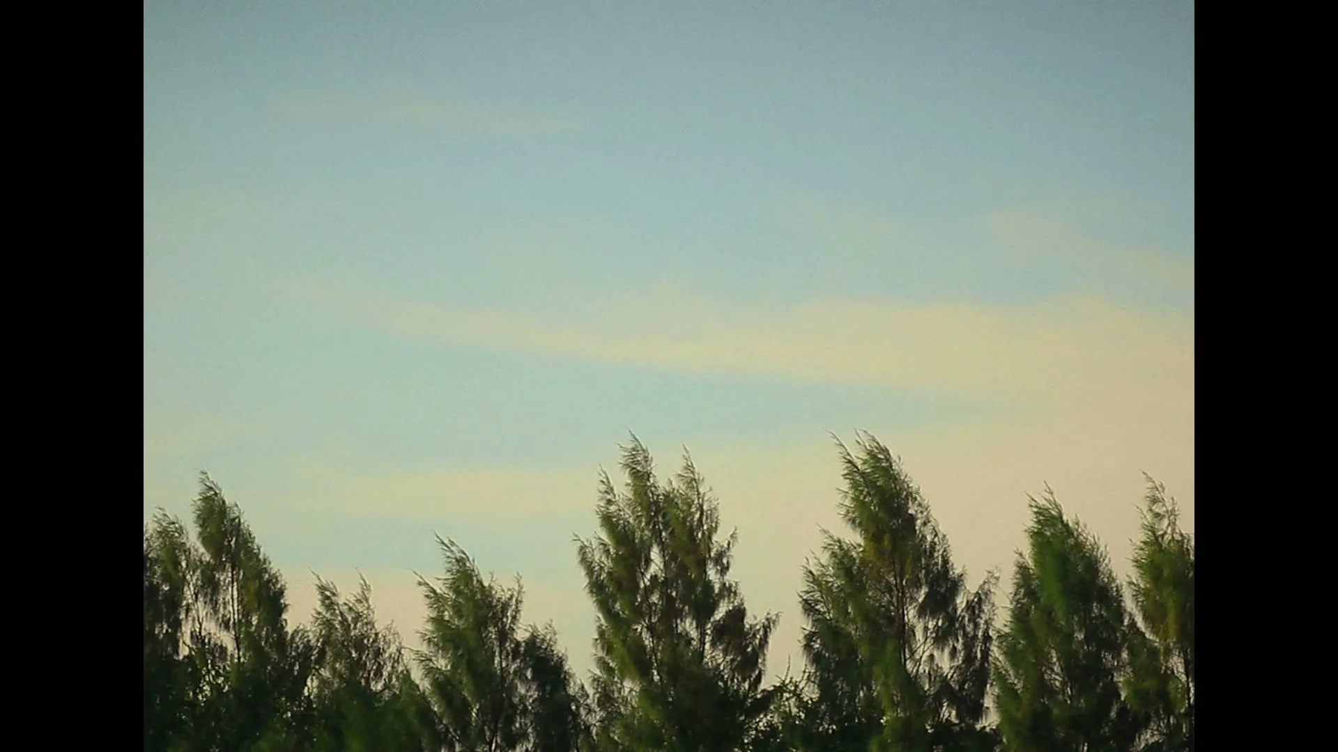 The tops of green trees sway gently in the wind against a pale blue sky with faint clouds.