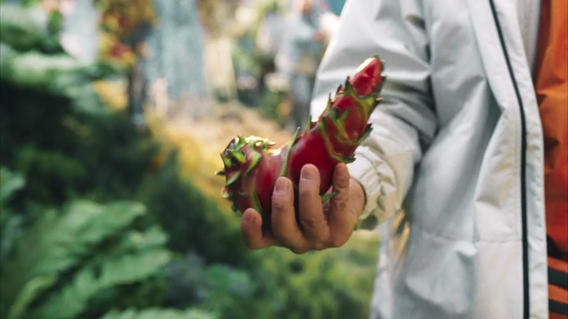 A person in a white jacket catches a red, spiky fruit in their hand, with lush green foliage in the background.