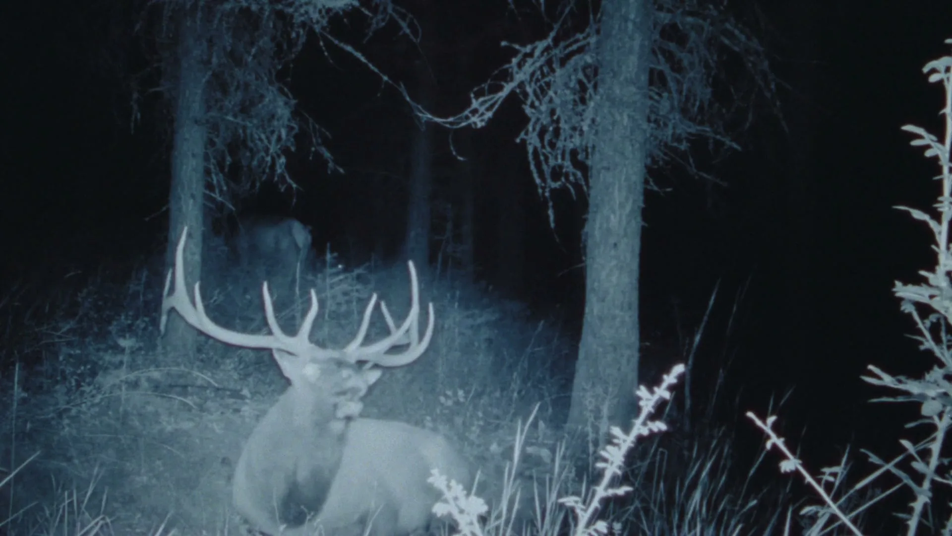 A trail camera captures a large elk with impressive antlers lying in a dark forest at night.