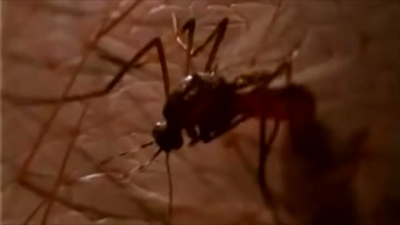Mcilhenny “Mosquito” (1997), frame 5