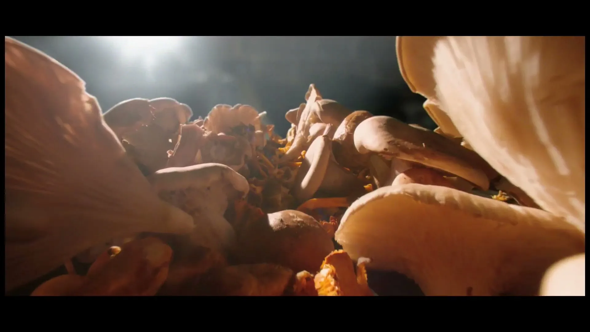 A low-angle shot shows a pile of various mushrooms, with a bright light source in the background creating a dramatic effect.