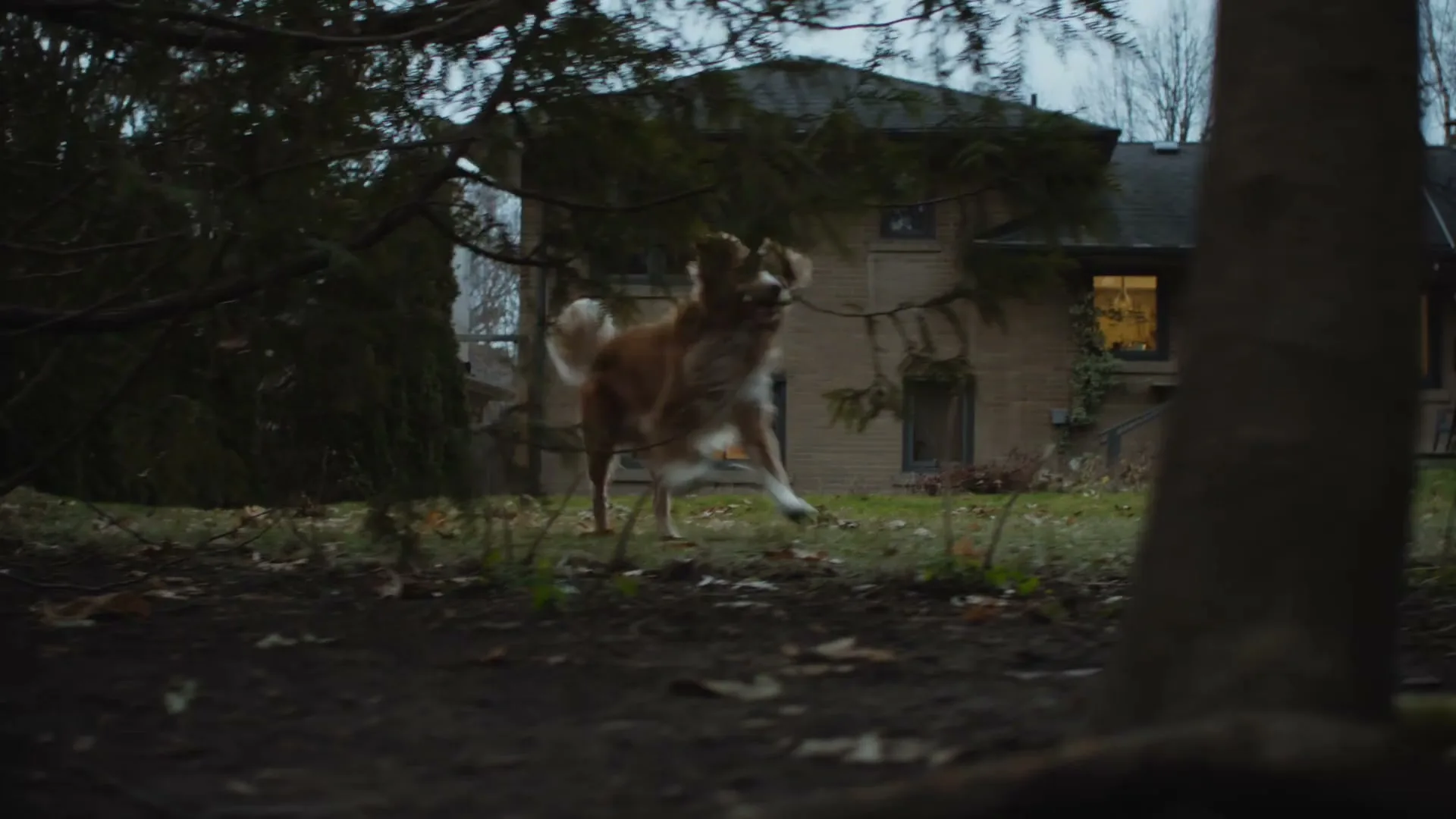 A brown and white dog runs through a backyard towards the camera, with a house visible in the background during dusk.